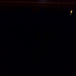 クルクルバチしかいない