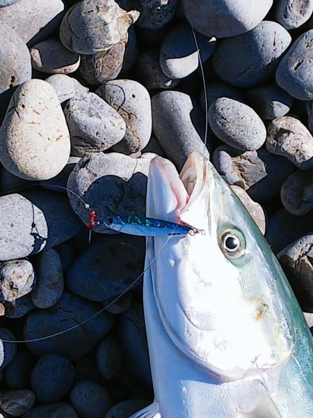 マッスル ハッスル