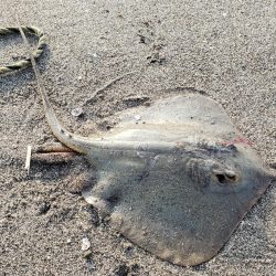 ボウズくらいリベンジ