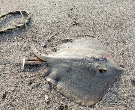 ボウズくらいリベンジ