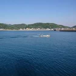 アジ狙いで珍客