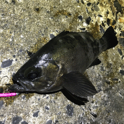 鳥取メバリング(2019-14)