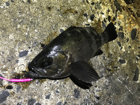 鳥取メバリング(2019-14)