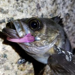 庵治フロートメバリング