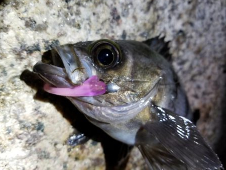 庵治フロートメバリング