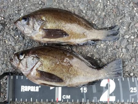 庵治フロートメバリング