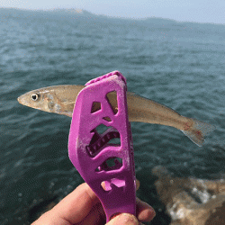 姫路キス釣り（2019-1）