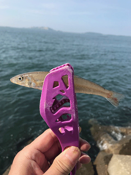 姫路キス釣り（2019-1）