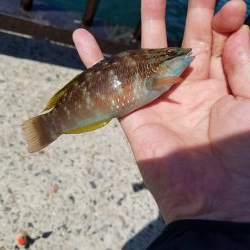 久しぶりのアジュール