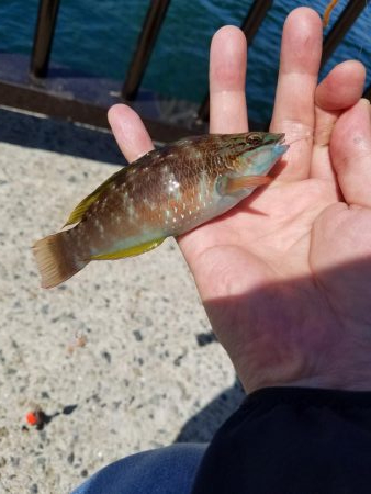 久しぶりのアジュール