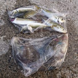 ウマズラゲット