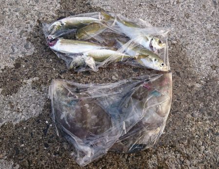 ウマズラゲット