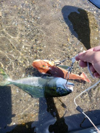 SUPフィッシング