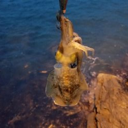 チビよく釣れるわー！