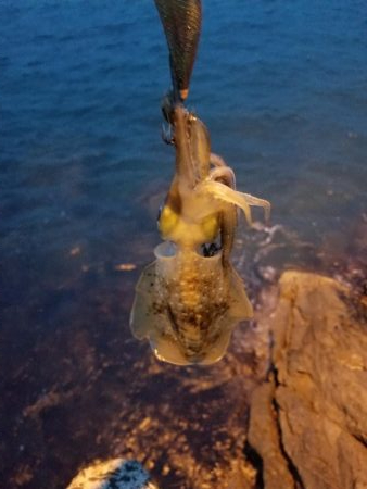 チビよく釣れるわー！