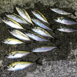 坊勢アジング(2019-4)