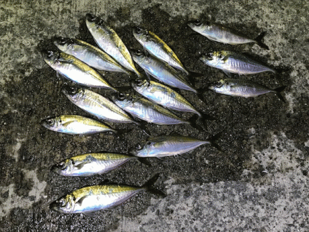 坊勢アジング(2019-4)