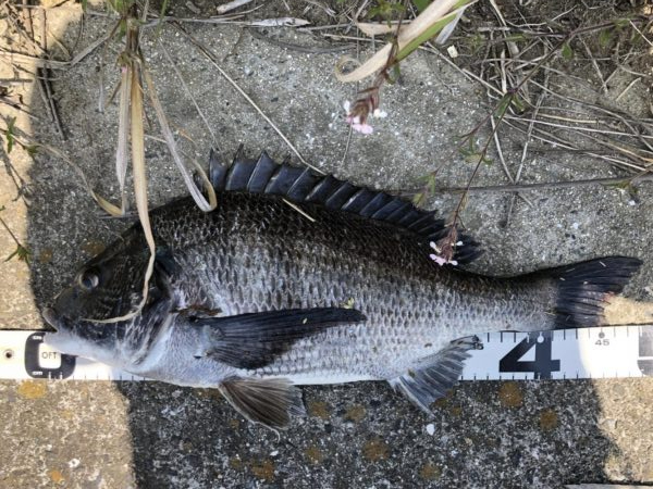 イチノ兄弟、釣果！
