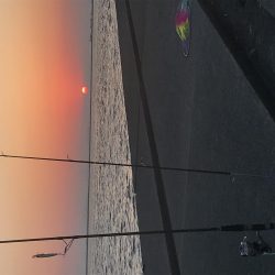 サゴシ時合いあり。