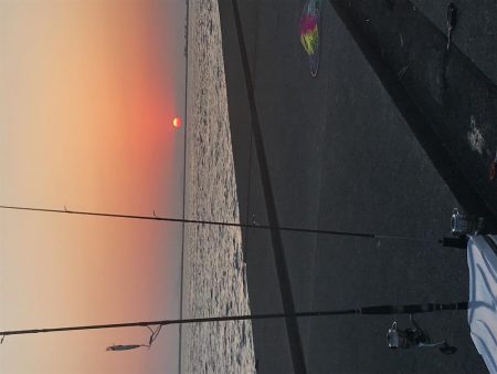 サゴシ時合いあり。