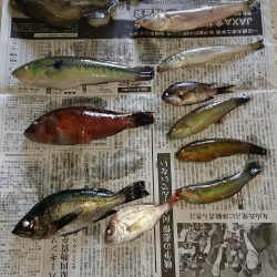 朝マズメ狙い五目釣り