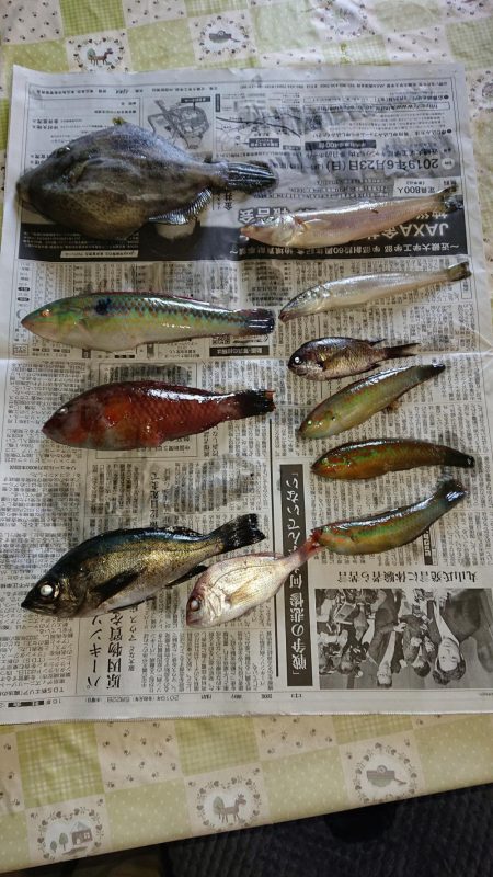 朝マズメ狙い五目釣り