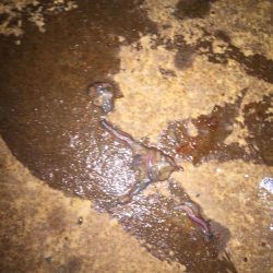 踏んだり蹴ったり(〃ω〃)