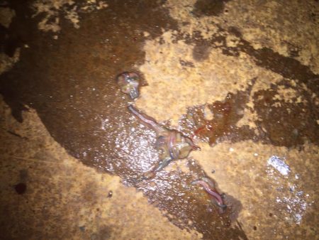 踏んだり蹴ったり(〃ω〃)