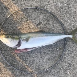 岩屋一文字で初ブリ