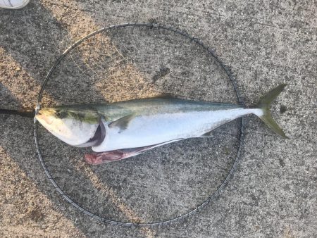 岩屋一文字で初ブリ