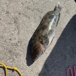 何でも釣れる富山湾