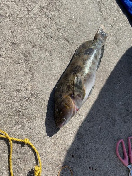 何でも釣れる富山湾