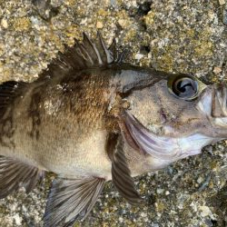 またタケノコメバルさんじゃないか!!