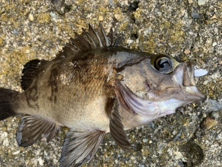 またタケノコメバルさんじゃないか!!