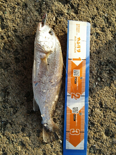 2019年5月29日釣行in箱崎ふ頭