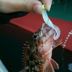 ちっちゃいカサゴ