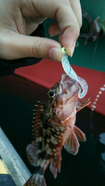 ちっちゃいカサゴ