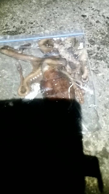 貧果ですが･･･