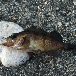 令和のメバルさがし