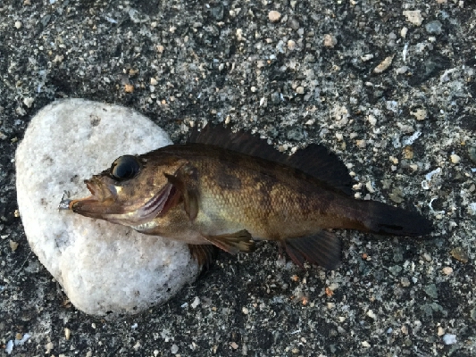 令和のメバルさがし