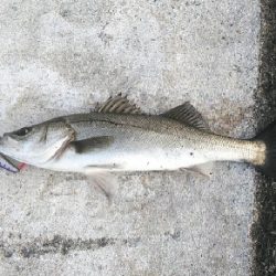 今季初シーバス