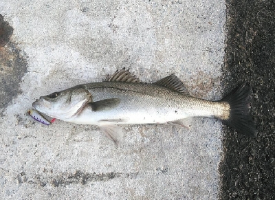 今季初シーバス