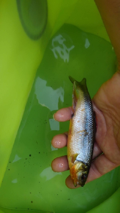 ウグイ・カワムツGET！！