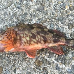 アジをもとめて