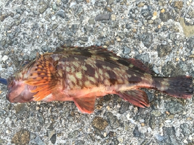 アジをもとめて