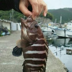 アオハター!マハター!