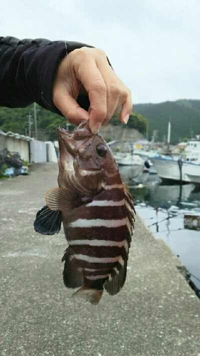 アオハター!マハター!
