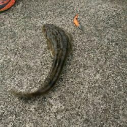 夏の魚、昼間のマゴチ２発！！