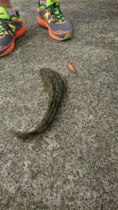 夏の魚、昼間のマゴチ２発！！