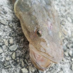 コチ釣り　～エソ祭り～